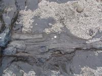 Albums/20060200-New Zealand 2006/20060313-Catlins/29